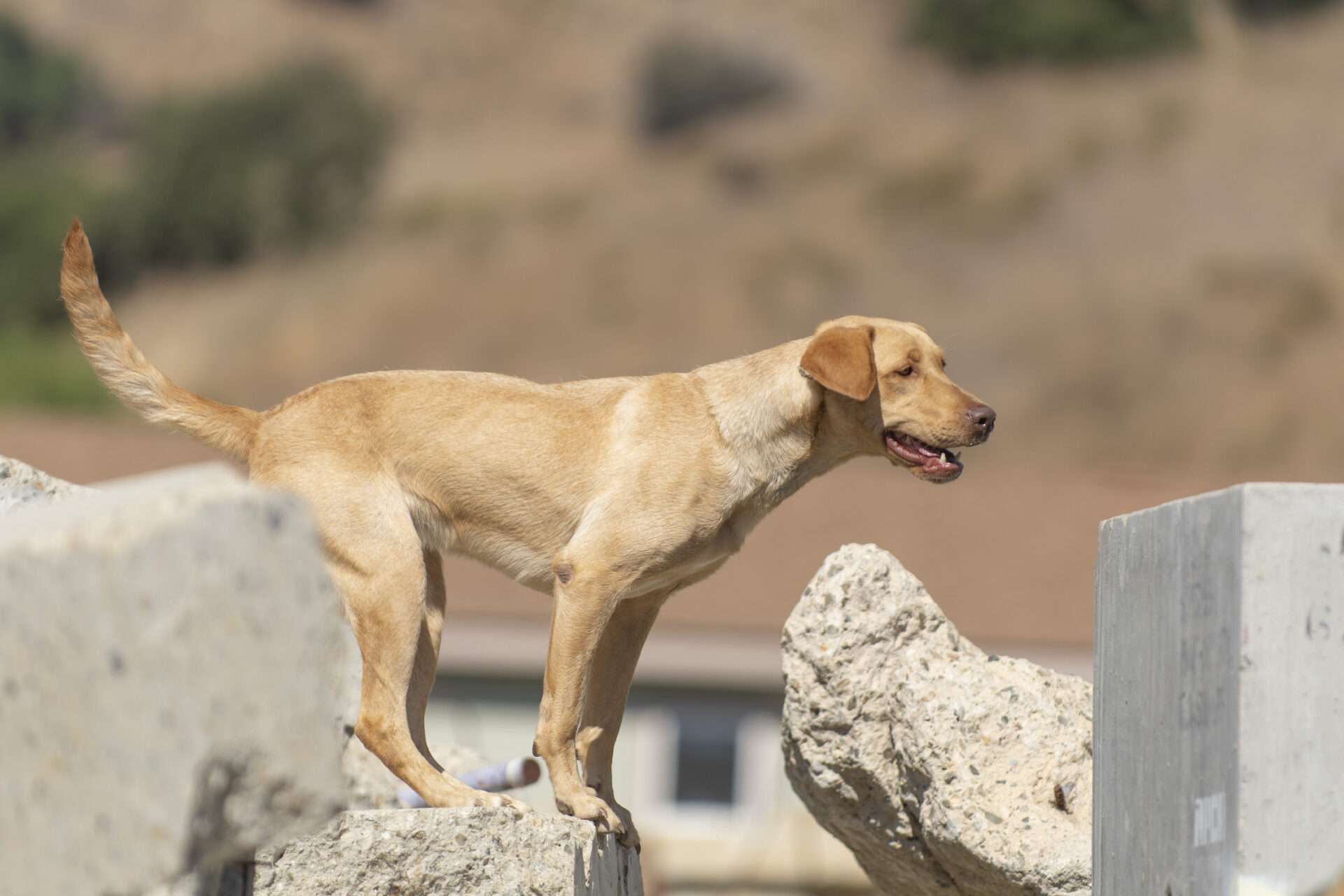 Bark in the Park - Southern California Golden Retriever Rescue