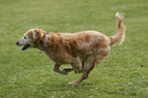 Search Dog Ana at full speed
