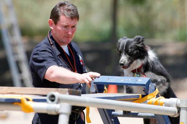Handler Tom Carney and Search Dog Gypsy ladder training