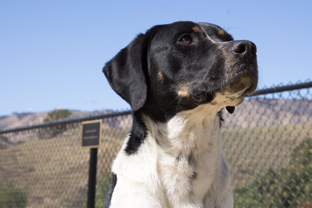 Meet Our Newest Search Dog Recruit: Victor!