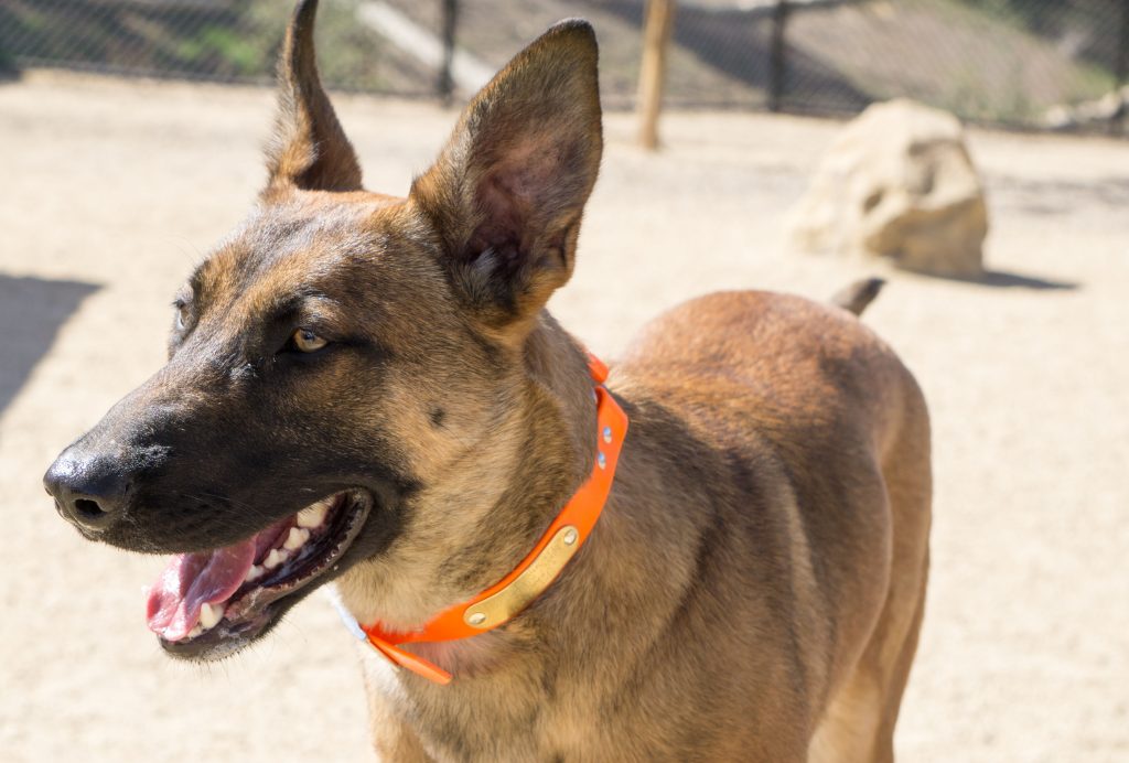 Meet Our Newest Search Dog Recruit: Amber!