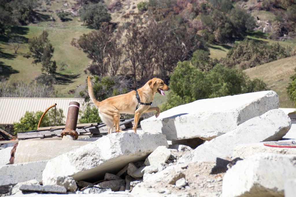 Meet Our Newest Search Dog Recruit: Koda!