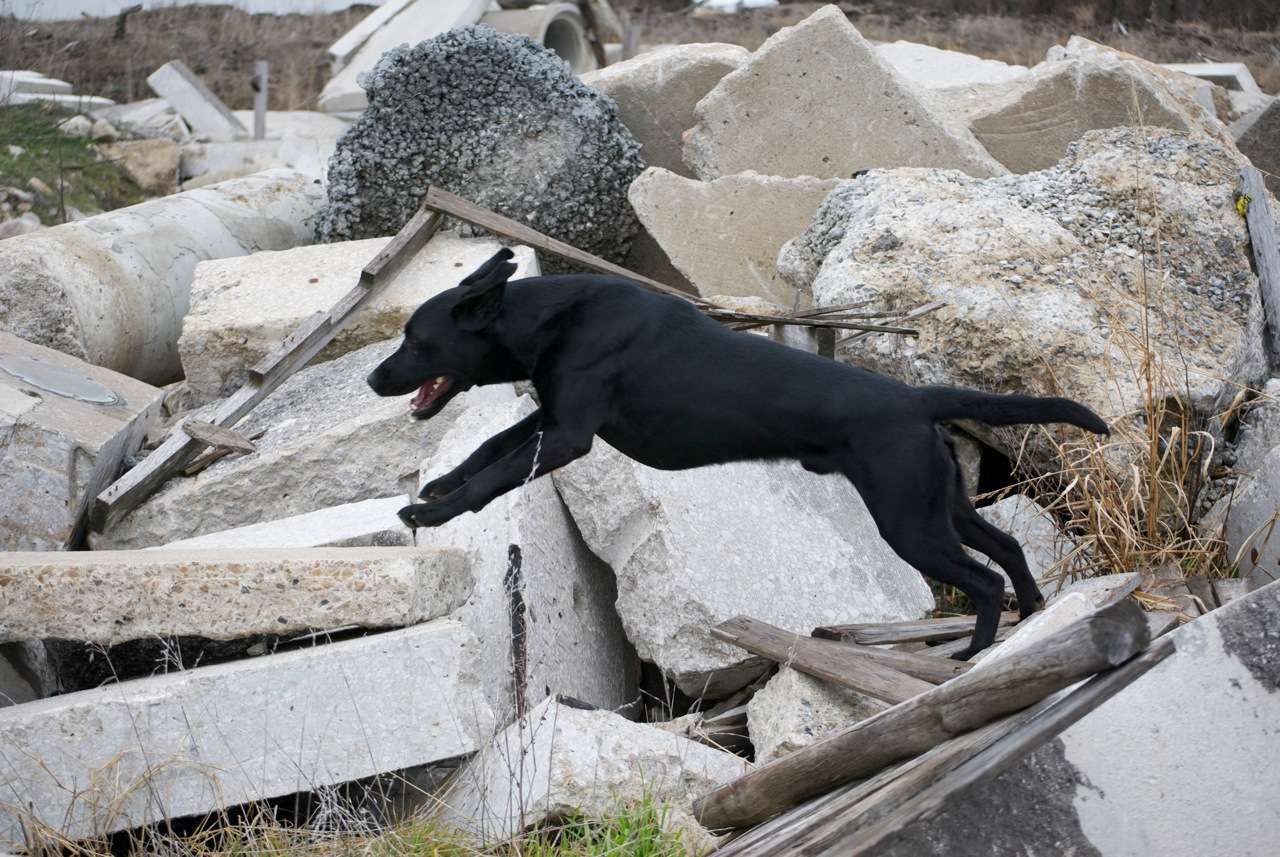 Magnum (2009 - 2024) - National Disaster Search Dog Foundation