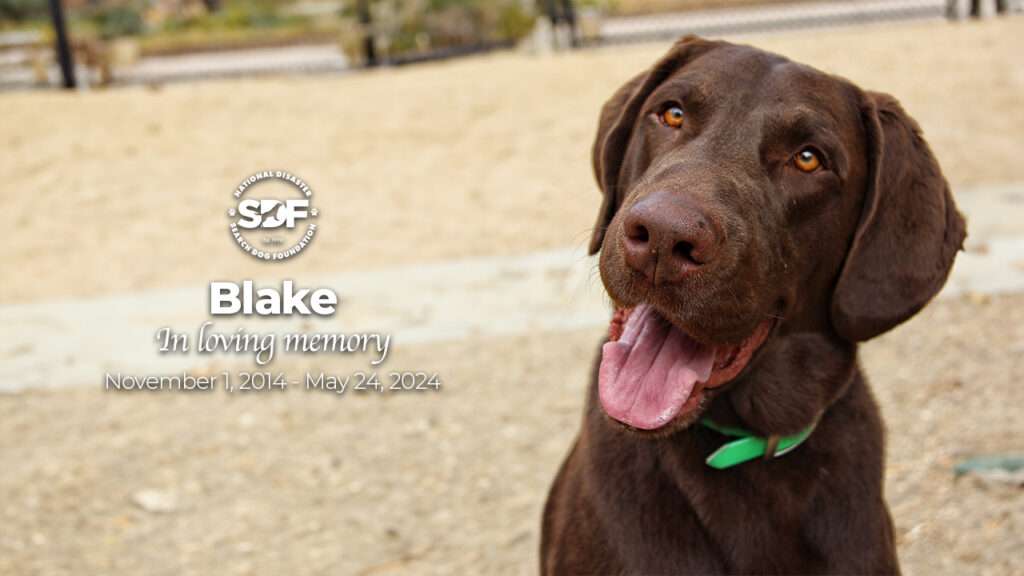 Blake (2014 - 2024)