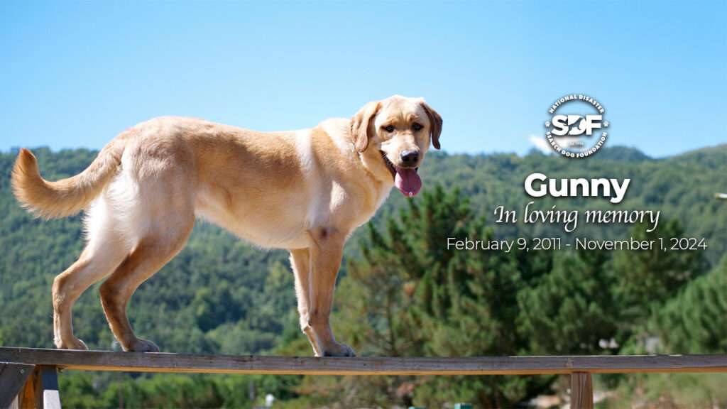 Gunny (2011 - 2024)