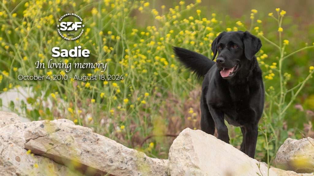 Sadie (2010 - 2024)