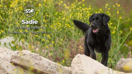 Sadie (2010 – 2024)