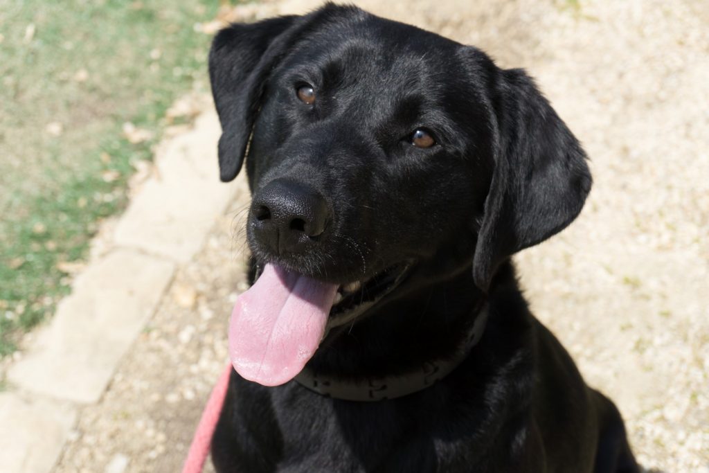 Meet Our Newest Search Dog Recruit: Ruffy!