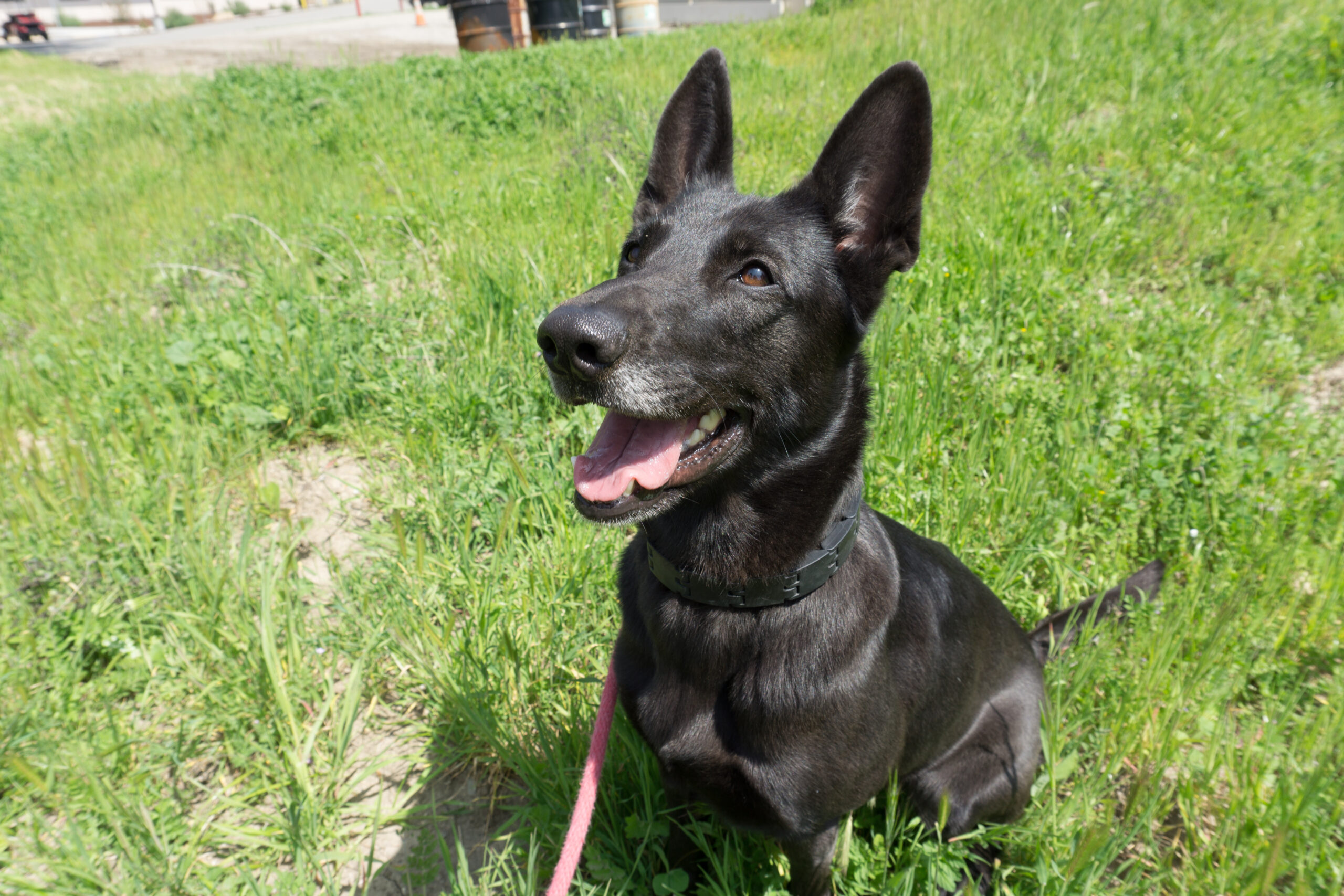 Meet Our Newest Search Dog Recruit: Skylar! - National Disaster Search ...