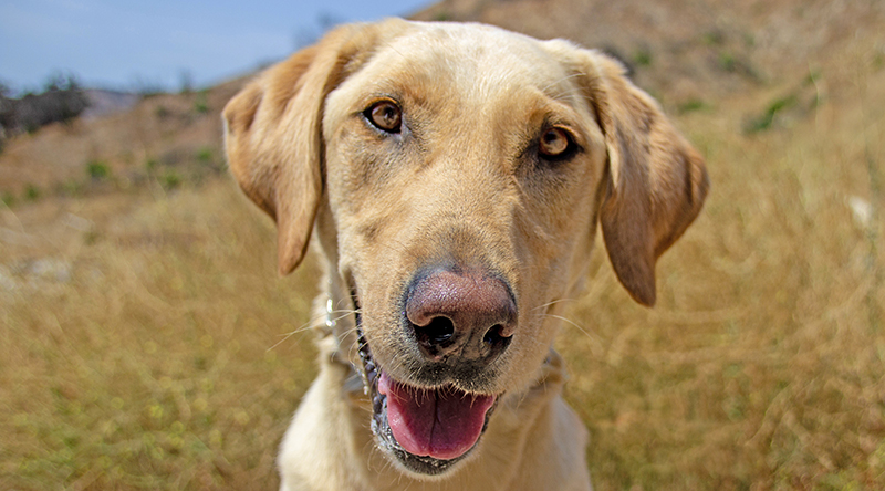 Meet Our Newest Search Dog Recruit: Cooper!