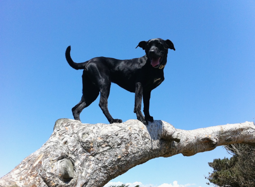 Hayden (2007 – 2020) - National Disaster Search Dog Foundation