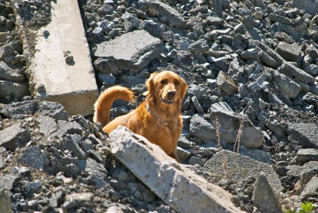 Kari (2009-2022) - National Disaster Search Dog Foundation