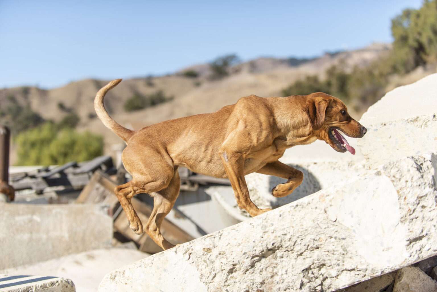 Open House May 4 2024 National Disaster Search Dog Foundation   Top Dee Rubble Search Hunt With Alex 01 11 2021 Mehl 7 Top 1536x1025 