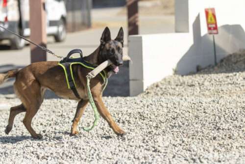 Maggie perseveres and lands her dream job as a drug detection dog