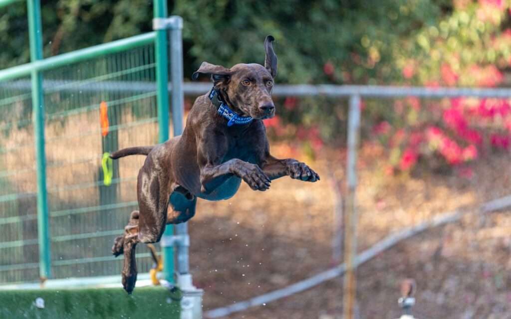 Happy Tails - Busy flies high in the world of competitive dog sports