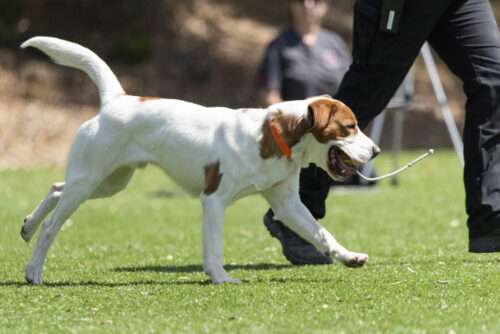 Happy Tails – Cork’s search training leads him to his forever home