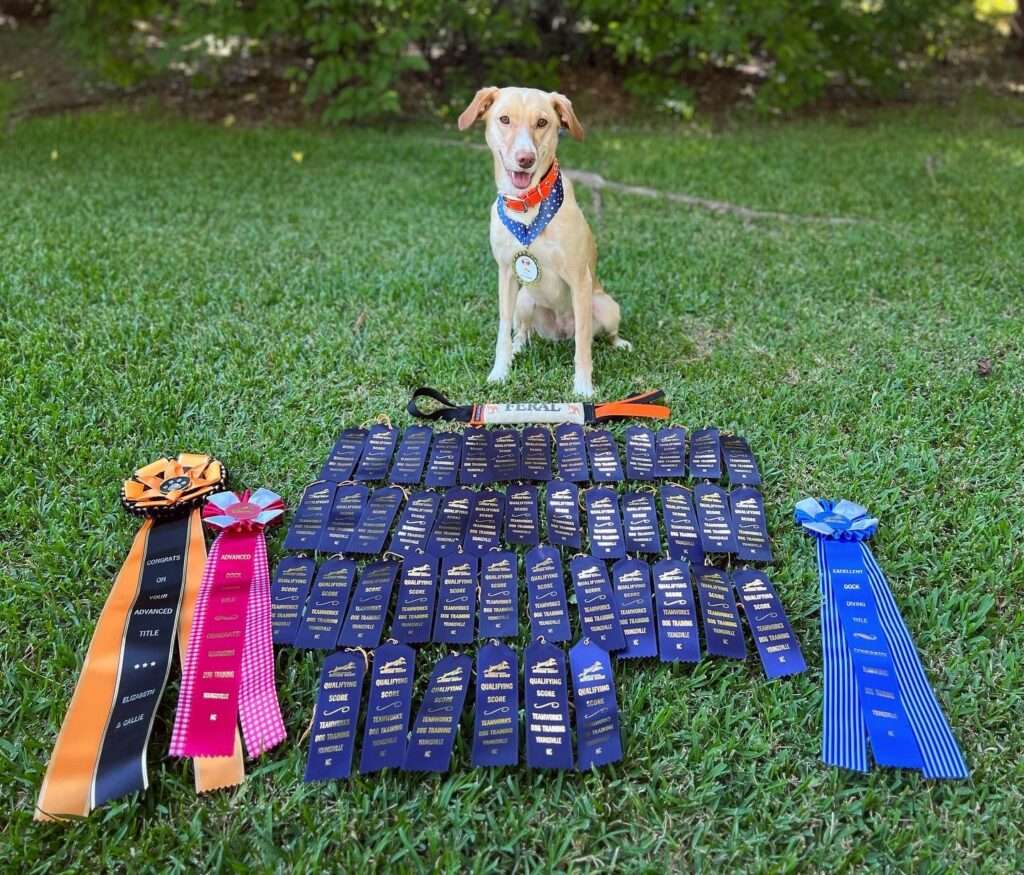 Happy Tails - Callie dives paws first into her fun-filled life as a canine athlete