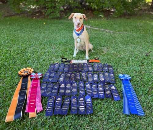 Happy Tails – Callie dives paws first into her fun-filled life as a canine athlete