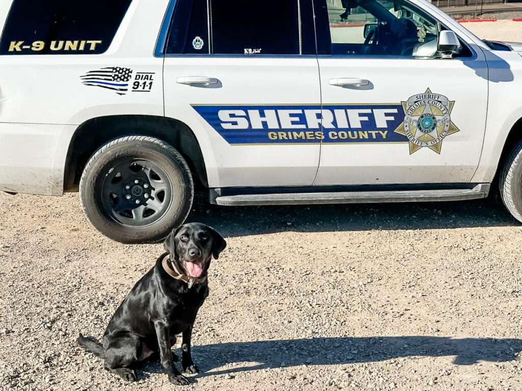 Happy Tails - Hank busts crime in his busy new detection and tracking career