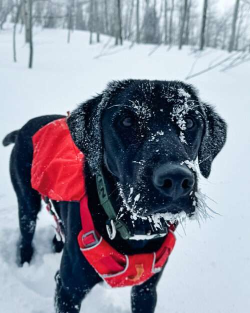 Happy Tails – Raven trades rubble for snow in her new career as an avalanche search and rescue dog!