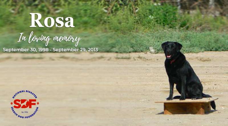 Rosa (1998 - 2013)