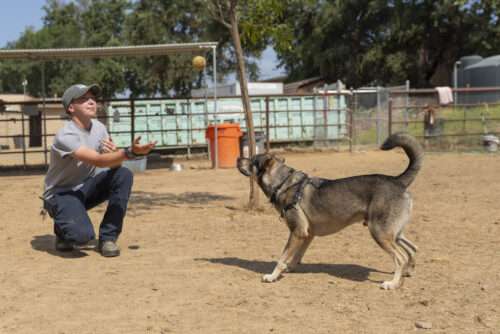 Canine Recruitment