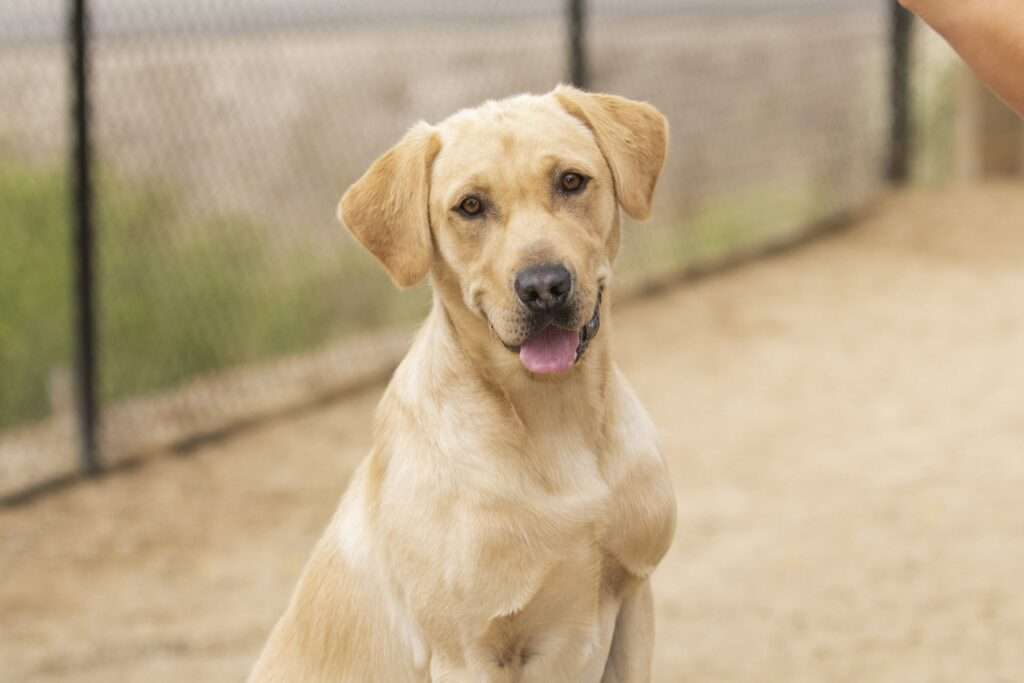 Happy Tails - Rhodey finds his road to happiness!