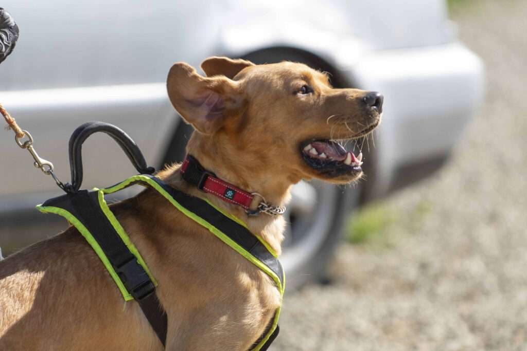 Happy Tails - Rookie is a rookie no longer—this pro is thriving in his new career as a narcotics detection K9!