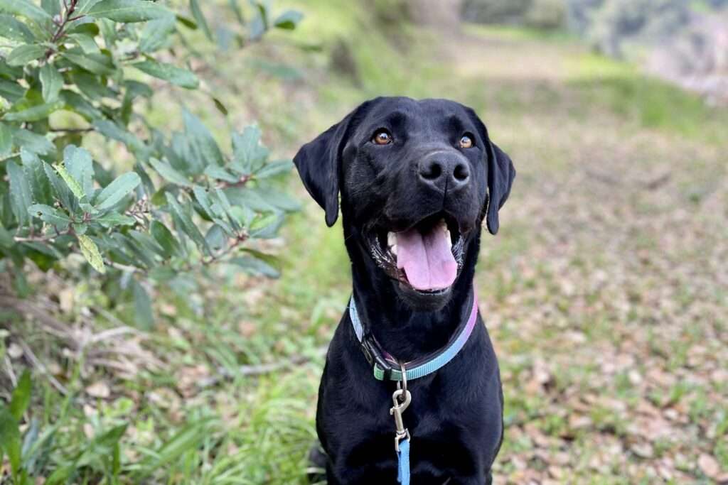 Happy Tails - Bay trains to protect aquatic environments as a mussel sniffing dog!