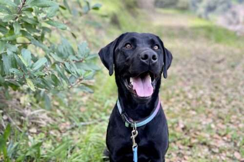 Happy Tails – Bay trains to protect aquatic environments as a mussel sniffing dog!