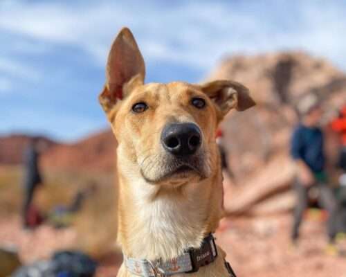 Happy Tails – Remi is living his most adventurous life, and loving it!