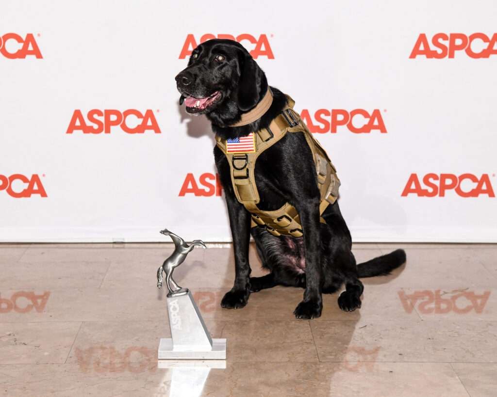 SDF Search Dog Harper is named ASPCA's 2024 Dog of the Year!