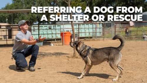 Canine Recruitment – Referring a dog from a shelter or rescue