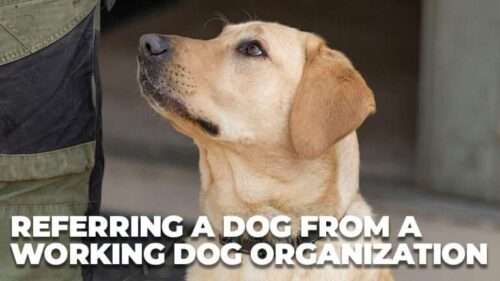 Canine Recruitment – Referring a dog from a working dog organization