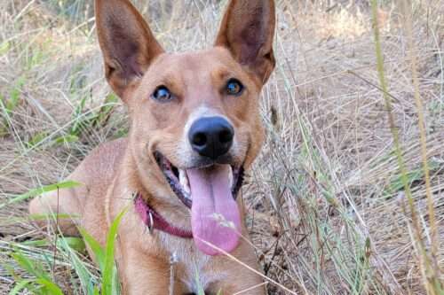 Rowan finds his calling as a wildlife detection SCENTdog!