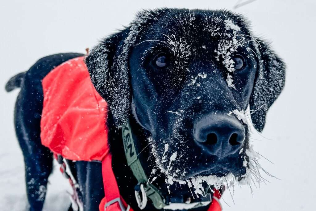 From search dog to snow dog: Raven finds fun and fulfillment in the Utah mountains