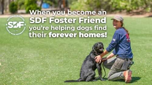 Foster Friends Program